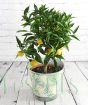Delicious clementines on one of our beautiful citrus trees