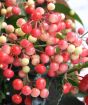 Close up of ripening coral berries