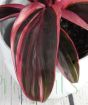 Close up of Cordyline Strawberry Queen foliage.