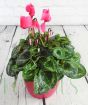 Pink cyclamen in dark pink pot