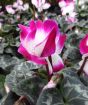 pink cyclamen