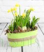 Daffodils in green planter 