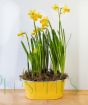 Daffodils March