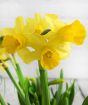 Close up of tete a tete daffodil flowers