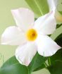 White Dipladenia Flower Close up