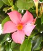 Pink Dipladenia Flower
