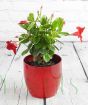 Red dipladenia in red pot