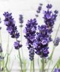 English Lavender Scented Flowers