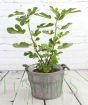 Fig Tree in Grey Barrel