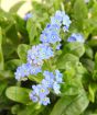 Forget -me-not flowers 