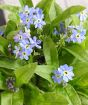 Forget me Nots just coming into bloom