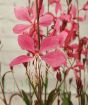 Dark Pink Gaura flowers