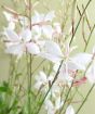 White Gaura Flower