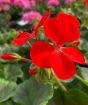 Scarlet geranium flowers