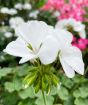 White geranium flowers close up