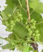 First grape harvest in 2024