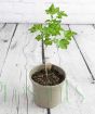 Young gooseberry