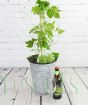 Grow your own hops and beer gift set