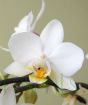 Close up of love heart orchid