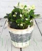 White hellebore in willow basket