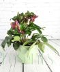 Hellebore in ceramic pot