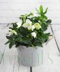White Hellebore in Ribbed Pail