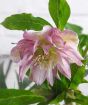 Pink Hellebore "Frilly Kitty"