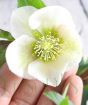 Close up of  white hellebore flower