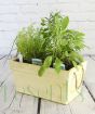 Herb Planter with fresh herbs in winter/autumn