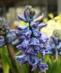 Blue hyacinth in flower
