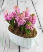 Hyacinth Planter with pink blooms