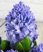 Close up of blue hyacinth