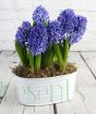 Blue hyacinths in full bloom