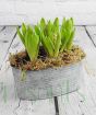 Hyacinth vintage planter