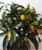 Kumquat fruits