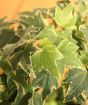 Variegated Ivy close up 