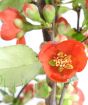 Close up of red Japanese Quince 
