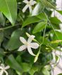 close up of jasmine azoricum flower