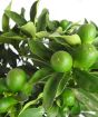 Green upripe Kumquats