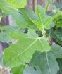Fig leaf closeup