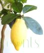 Ripe Lemon4Season Fruit