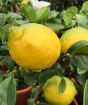 Nearly ripe Lemons