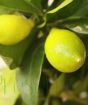 Ripening Limequat fruit closeup