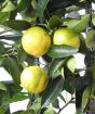 Ripe Lara lemons or limequats