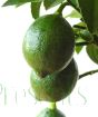 Young green lemon meyer