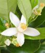 Lemon Pursha Spring flowers and embryonic fruits