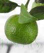 Young lemon pursha fruit