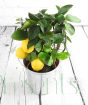 Lemon trellis with ripe fruits 2021