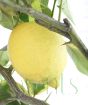 Lemon fruit closeup