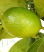 green limequat